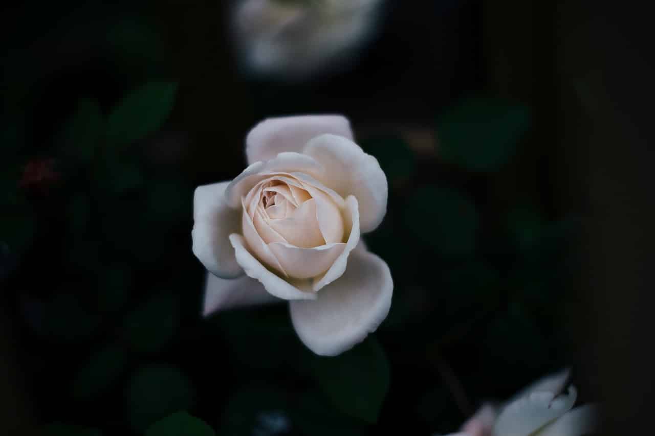 El significado de las rosas blancas: El lenguaje de las flores
